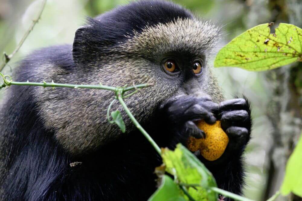 Golden Monkeys, Urwaldgräber und ein Vulkan image