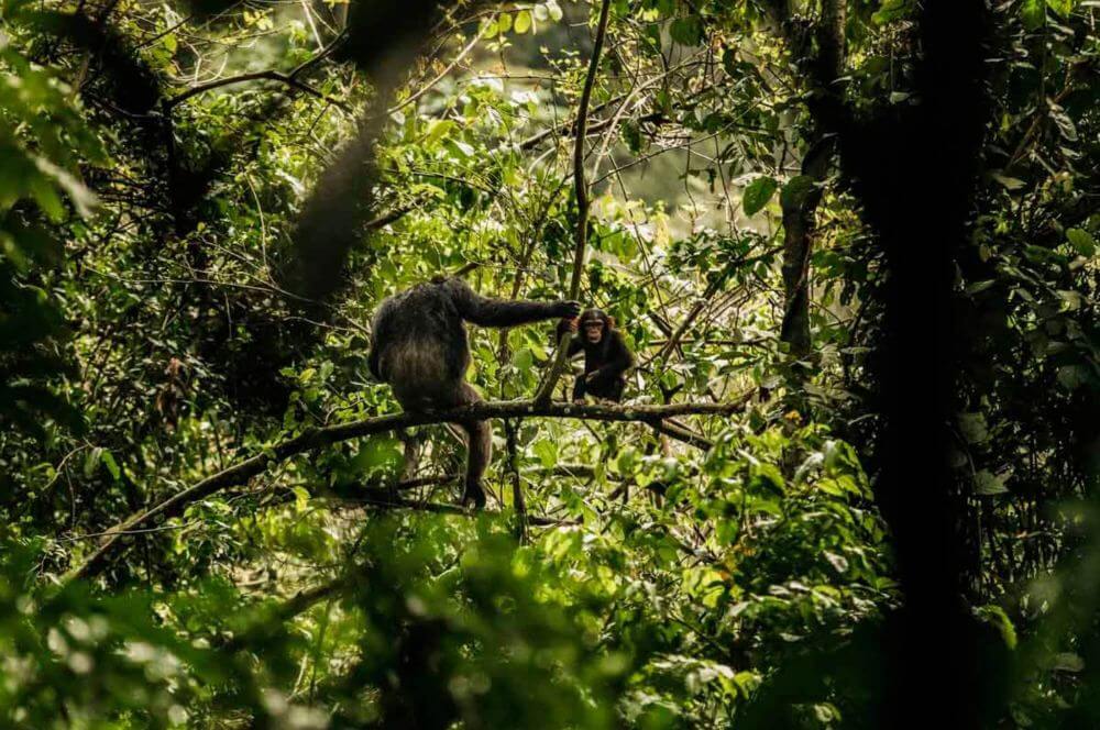 Schimpansen und Colobos im besterhlatenen Urwald Ruandas image