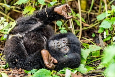 Ruanda und Kongo Virunga Primatensafari