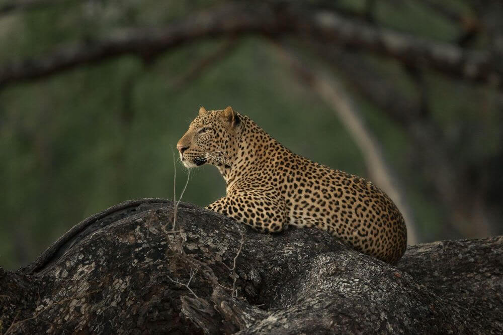 Leoparden und Wildhunde im Afrikas schönsten Tal image