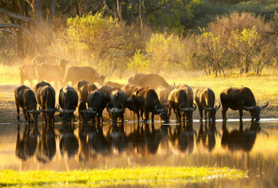 Simbabwe Grand Safari image