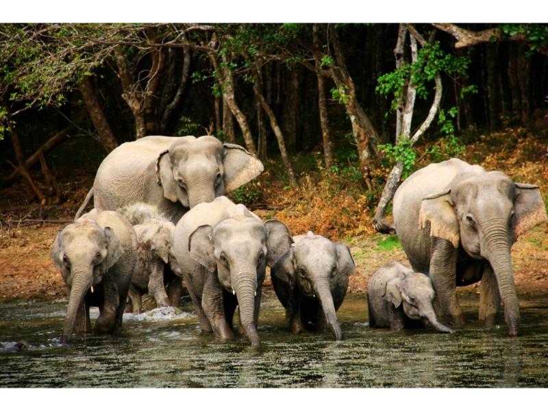 Elefanten, Leoparde und Lippenbären im Sri Lankas größten Nationalpark image