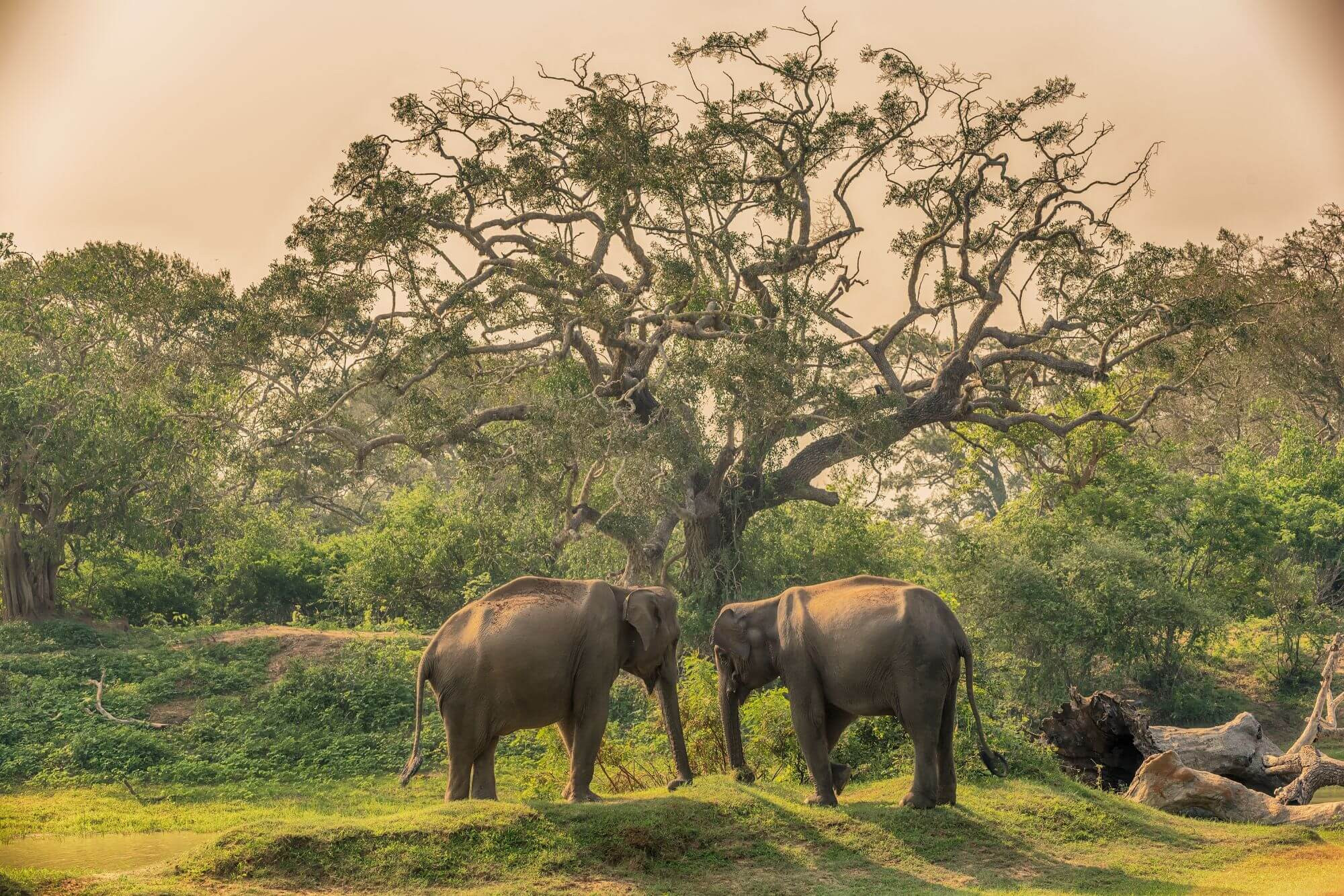 Sri Lanka Essential Safari image