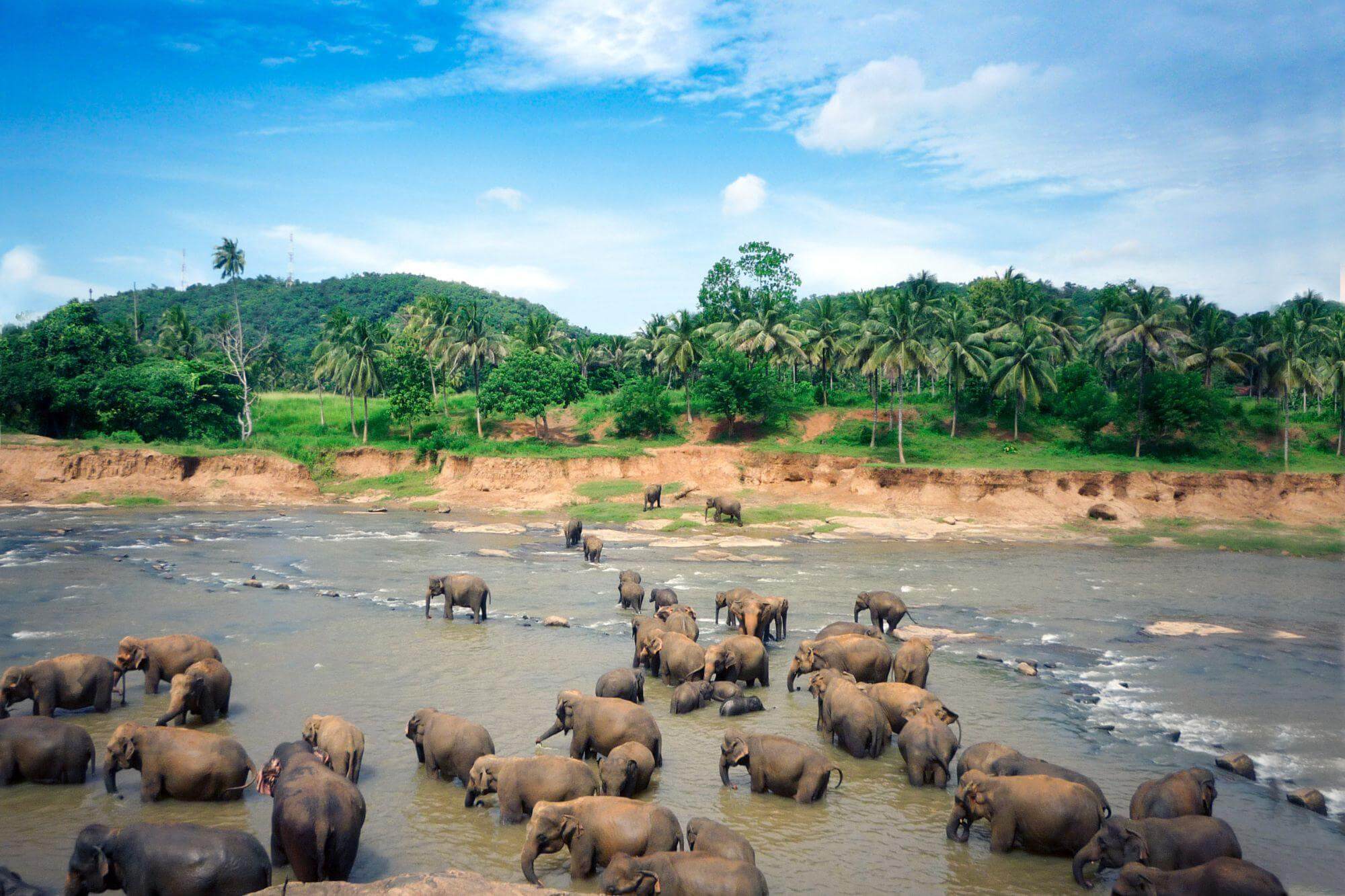 Von badenden Elefanten image
