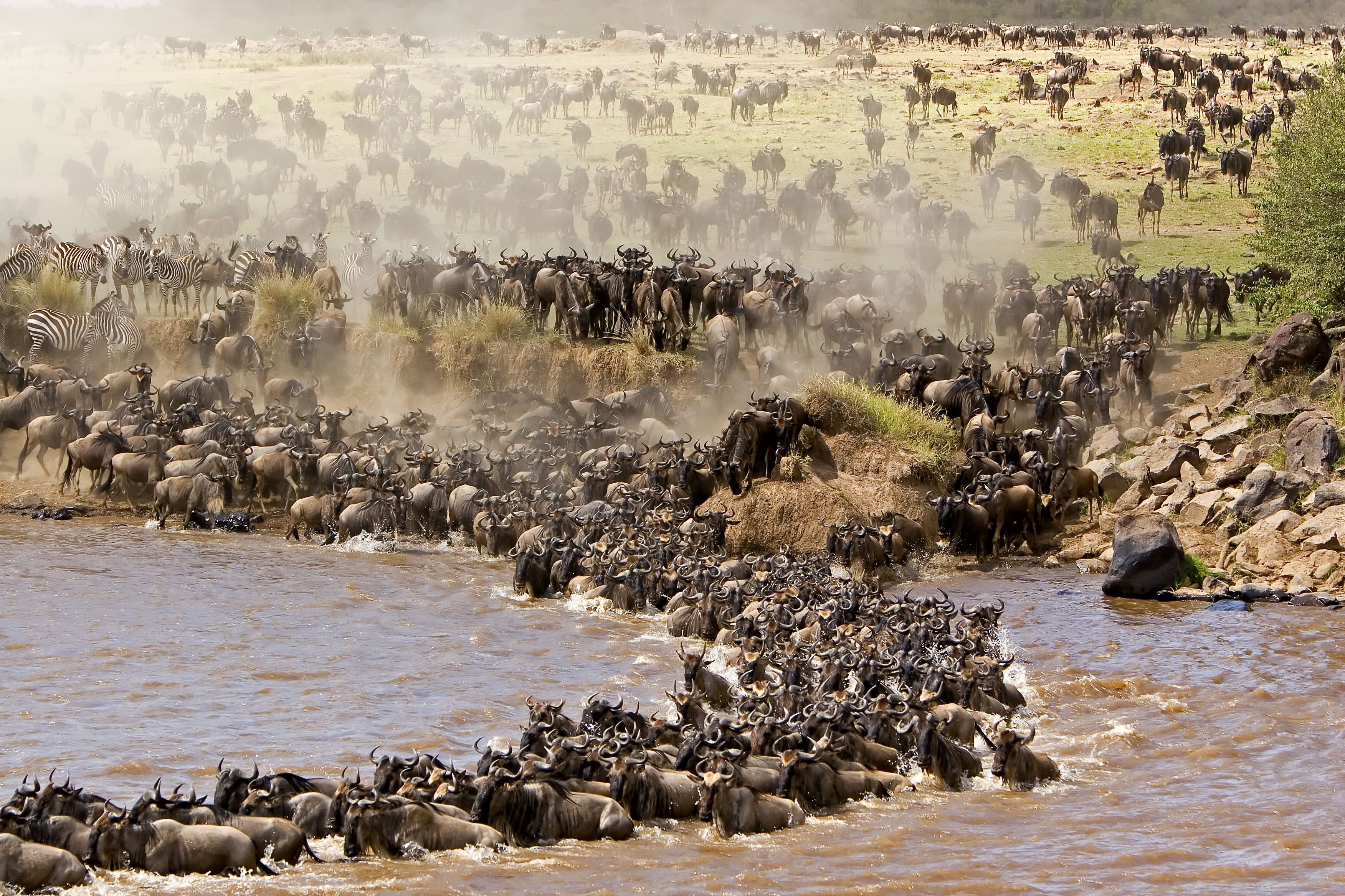 Tödliche River Crossings in der Mara image
