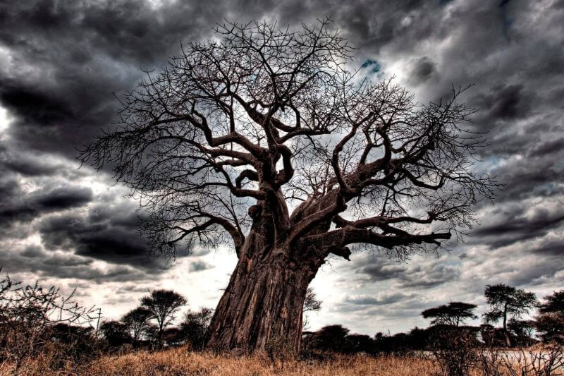 Von Baobabs und nachtaktive Raubkatzen image