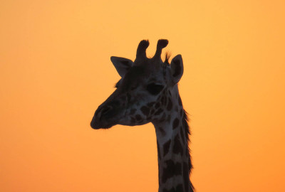 Tansania Grand Safari image