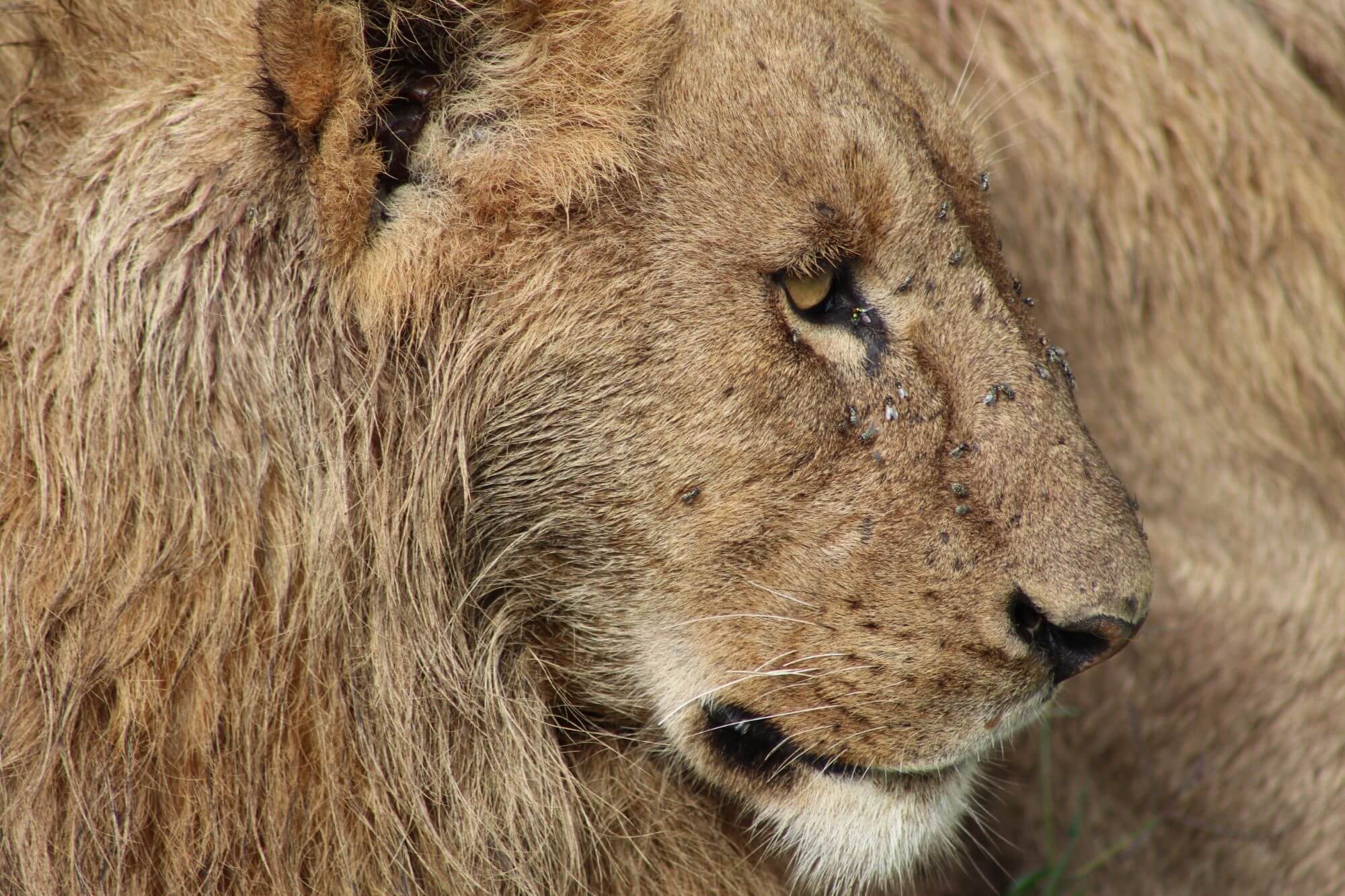 Endlosigkeit Serengeti image
