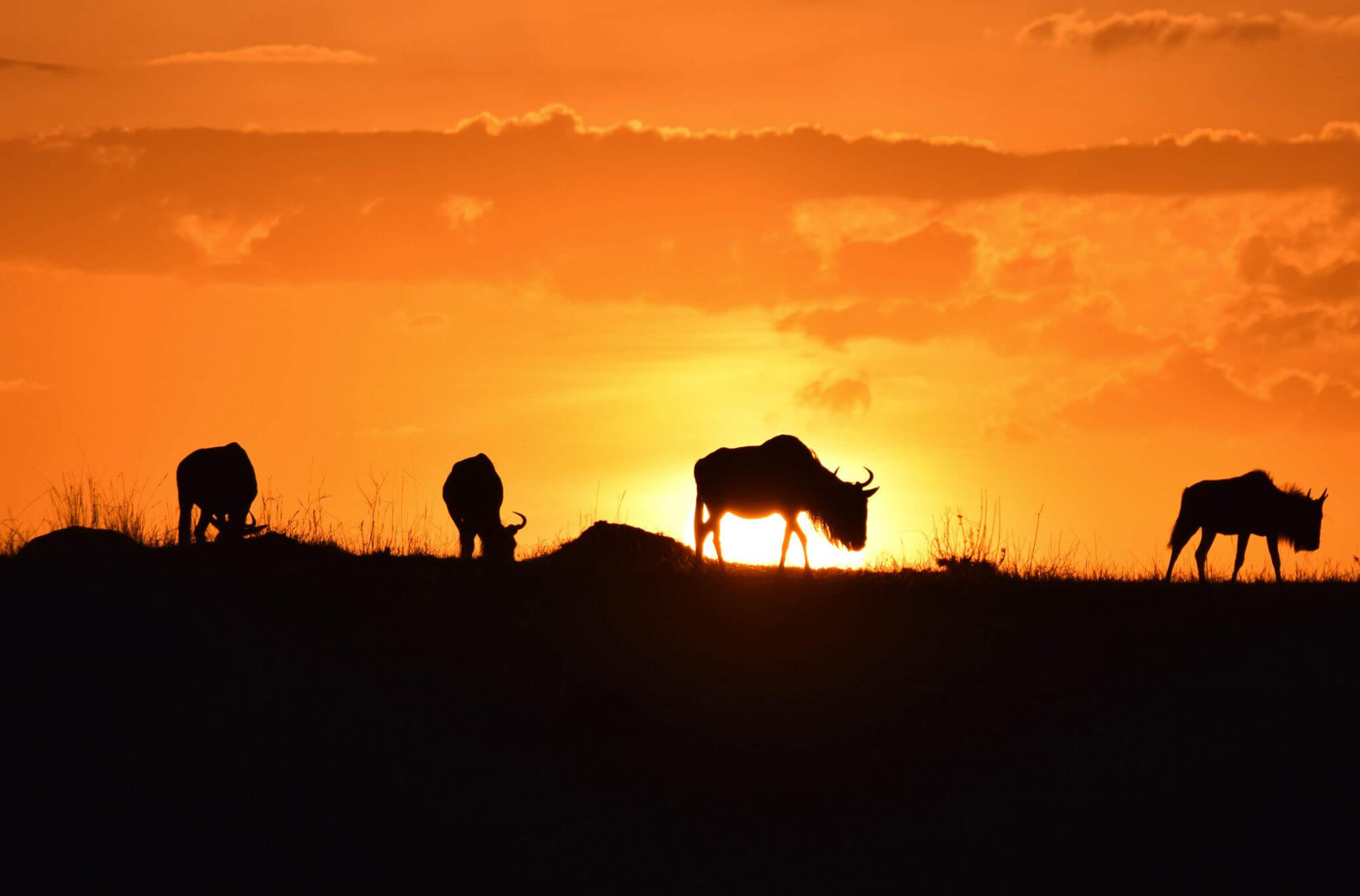 Tansania Migration-Safari Mara image