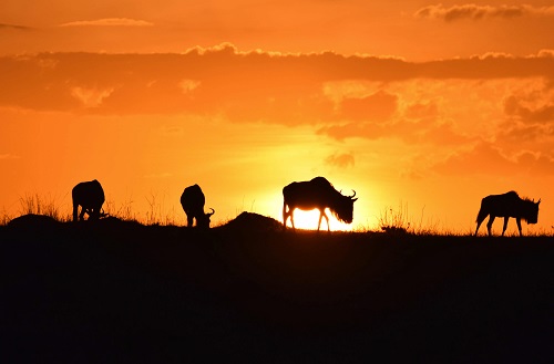 Serengeti Mara image