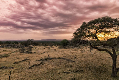 Tansania Safari zur Beobachtung der Gnukalbung in der Serengeti image