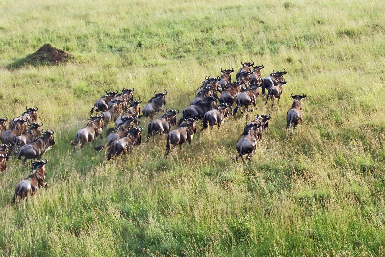 Serengeti Grumeti image