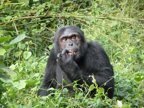 Laut und ungehorsam: ein Chimptrekking in Ugands Urwald image