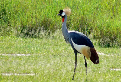 Uganda Grand Safari
