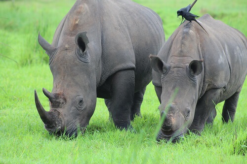 Ziwa Rhino Sanctuary image