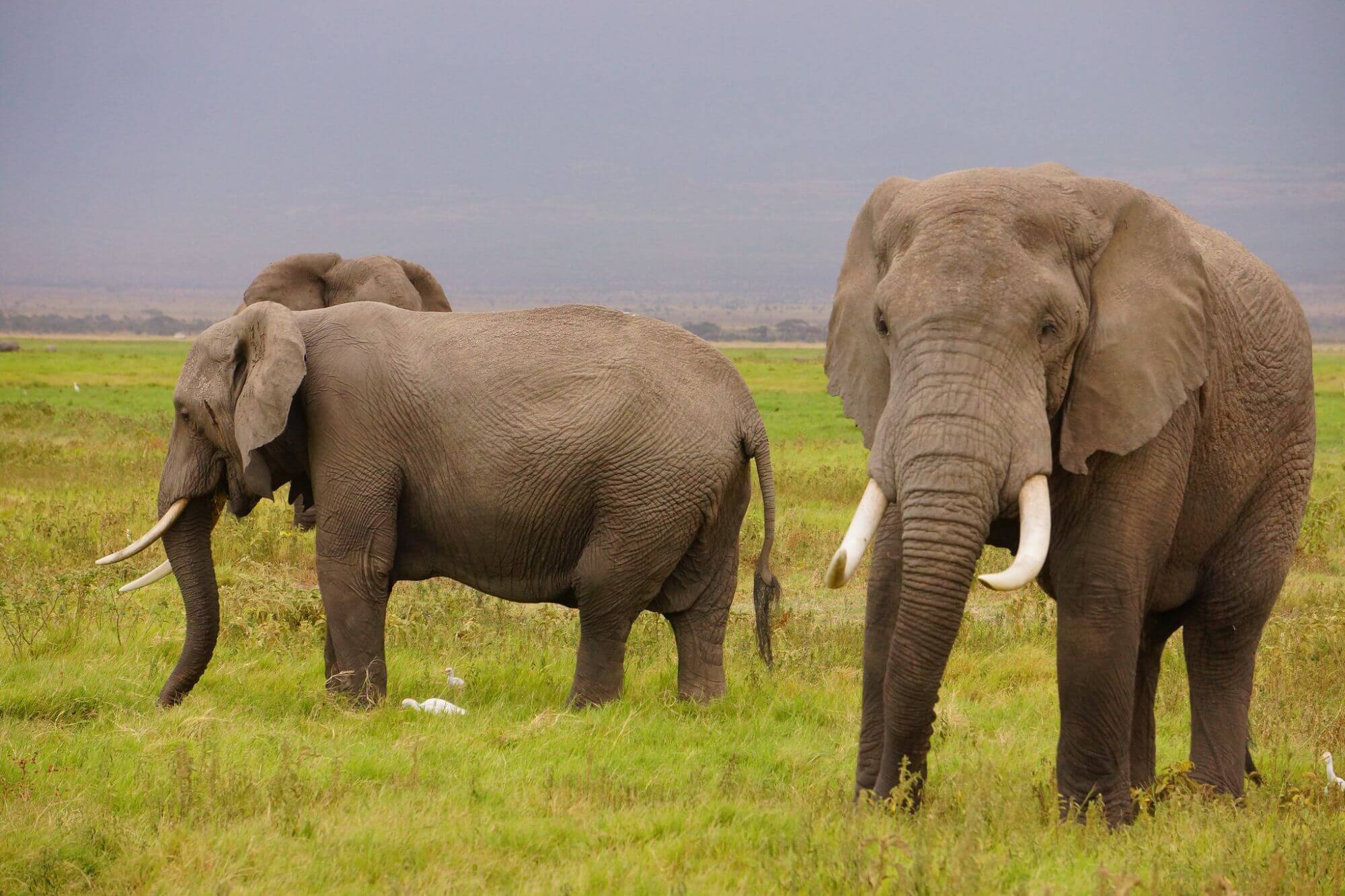Land der Elefanten und des Kilimanjaros image