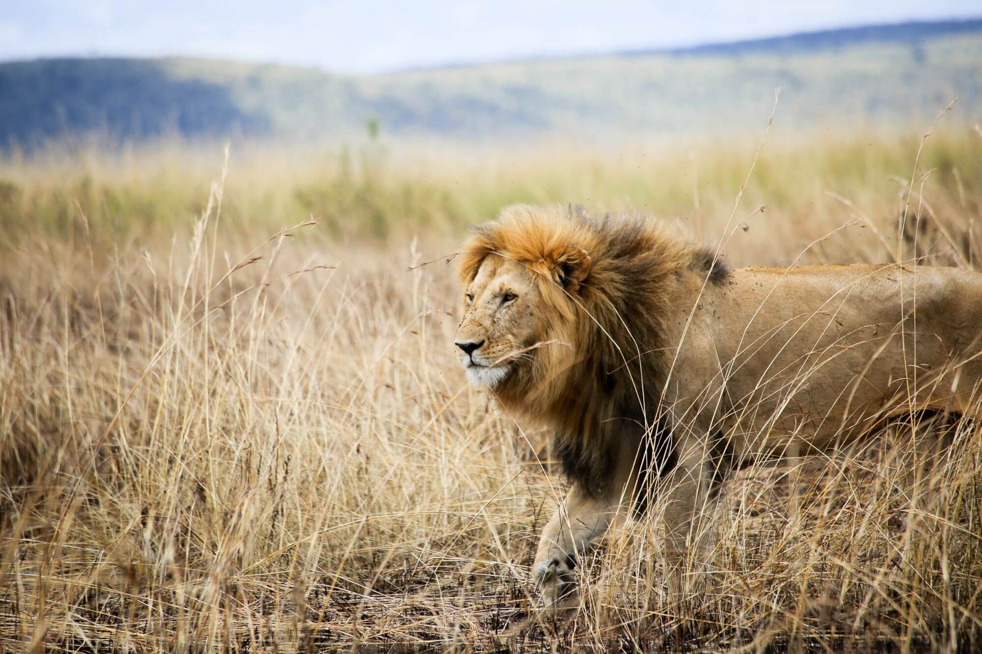 Unschlagbares Kenia image