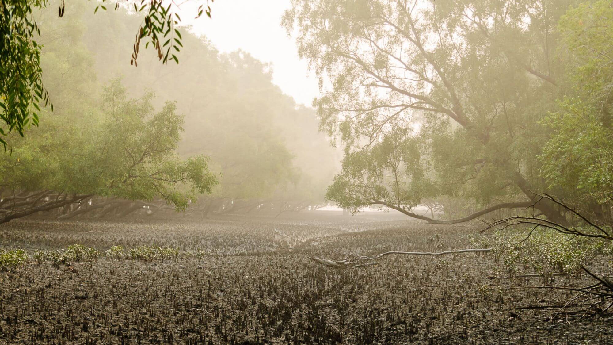 Sundarbans Nationalpark image