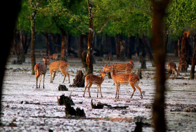 Wild India image