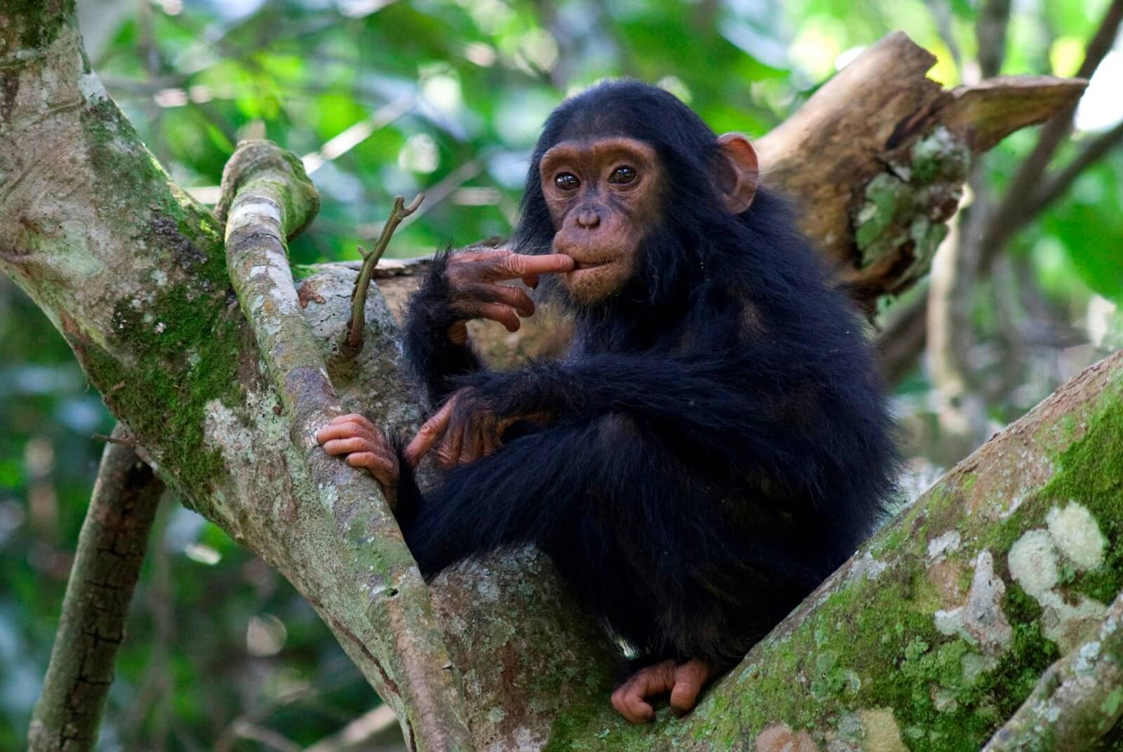 Die Chimps von Kibale image