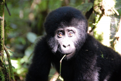 (Wild)schönes Uganda image